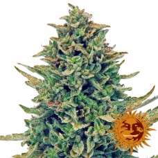 CBD Blue Shark - Barney's Farm